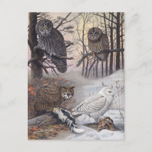 Vier Arten von Owls Vintage Illustration Postkarte