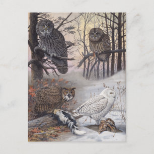 Vier Arten von Owls Vintage Illustration Postkarte