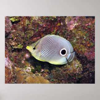 Vier Augen Butterflyfish Poster