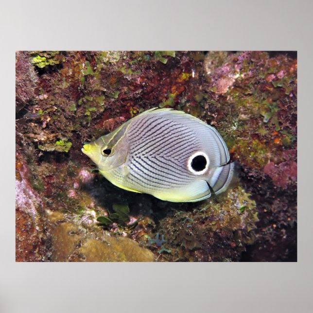 Vier Augen Butterflyfish Poster (Vorne)