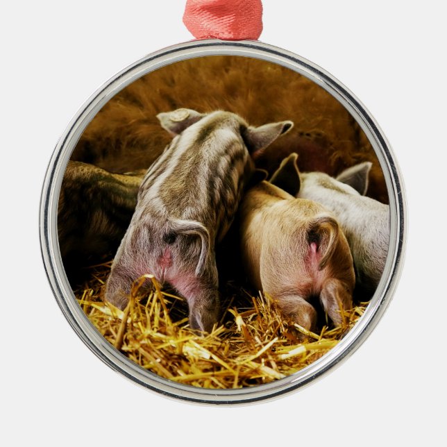 Vier Baby-Ferkel Mangalitsa Schweine, die Hintern Ornament Aus Metall (Vorne)
