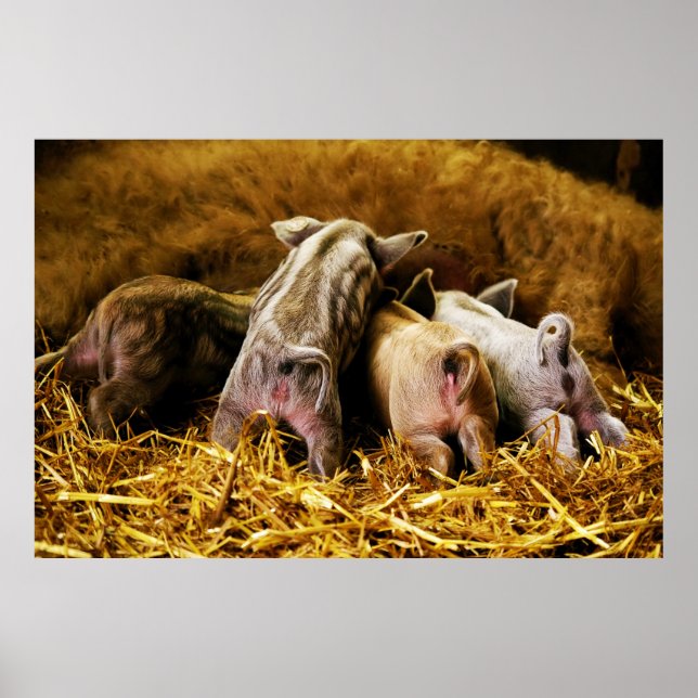 Vier Baby Piglet Mangalitsa Hogs zeigen Hintern Poster (Vorne)