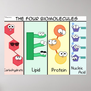 Vier Biomoleküle Poster