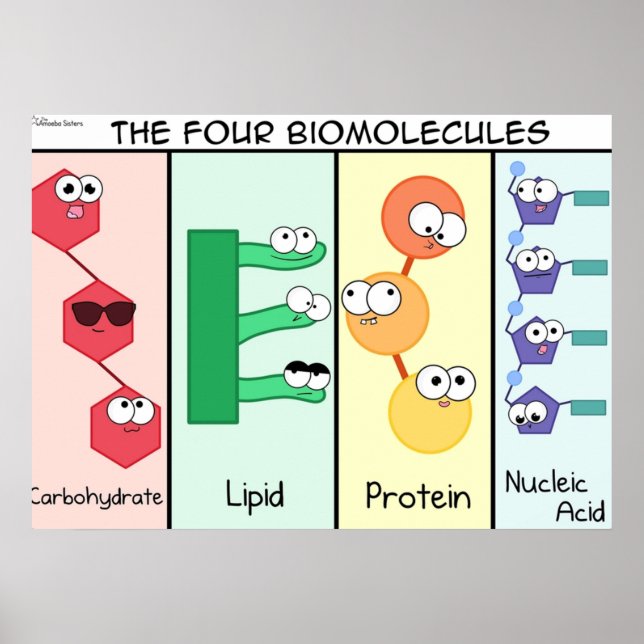 Vier Biomoleküle Poster (Vorne)