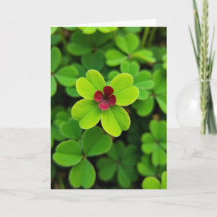 Vier-Blatt-Klee-Blumenkarte Karte