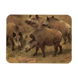 Vier Boars in einer französischen Landschaft (von  Magnet