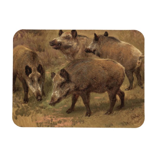 Vier Boars in einer französischen Landschaft (von  Magnet (Horizontal)