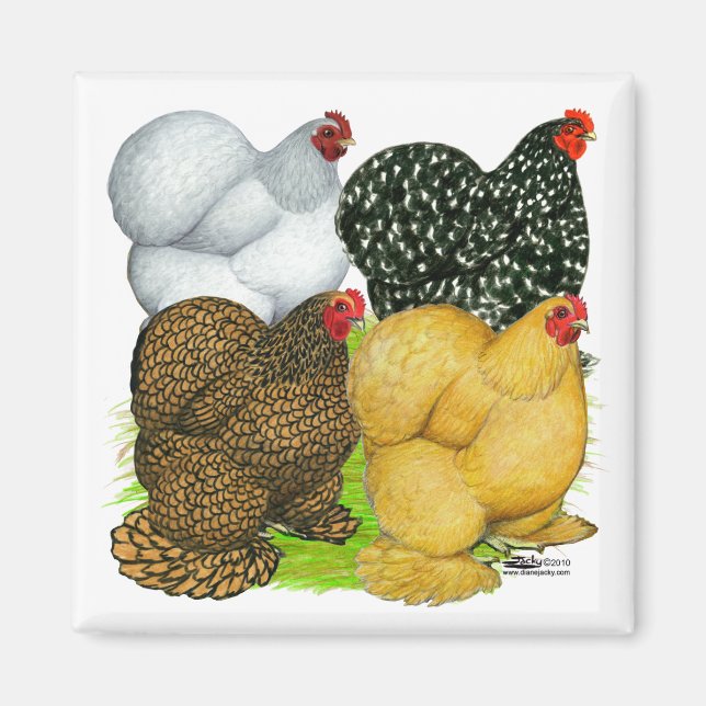 Vier Cochin Hens Magnet (Vorne)