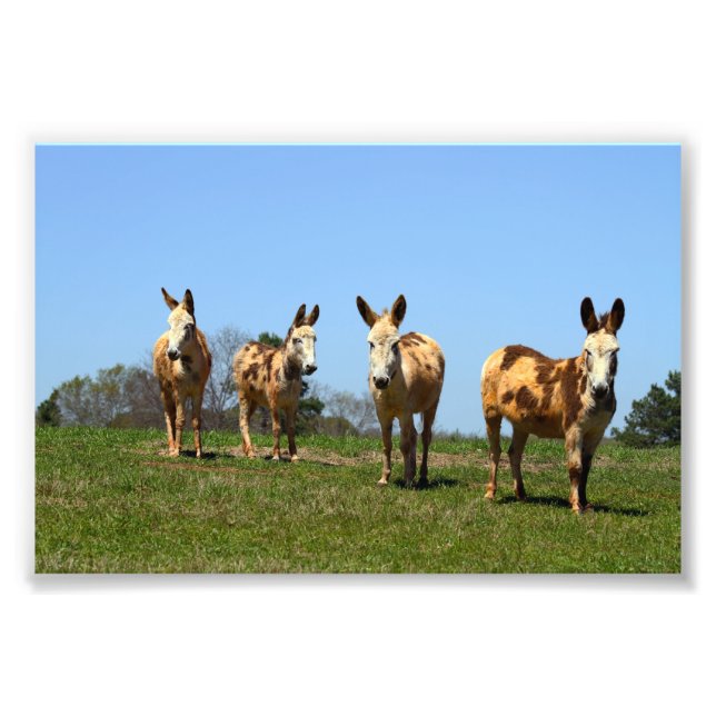 Vier Donkeys Fotodruck (Vorne)