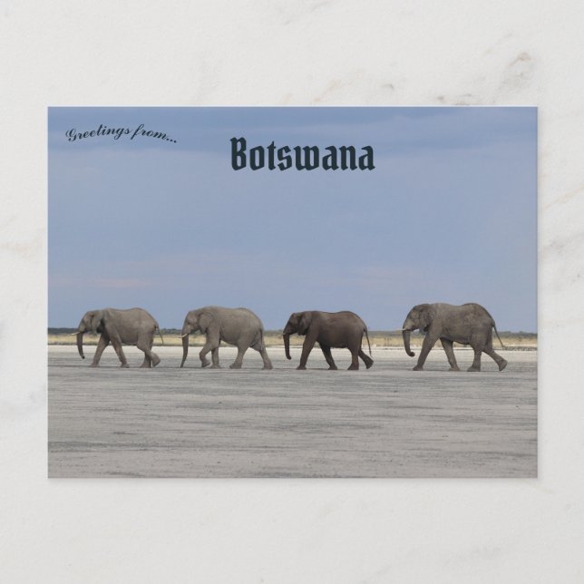 Vier Elefanten in Botswana Postkarte (Vorderseite)