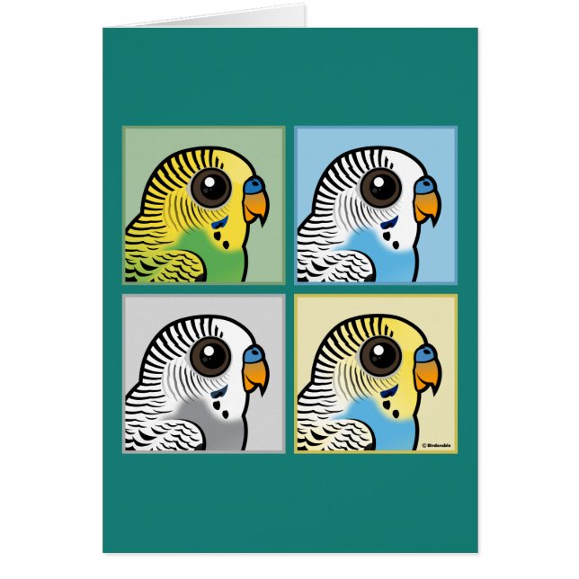 Vier Farbe Budgies (Vorne)