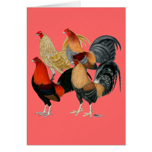 Vier Gamecocks