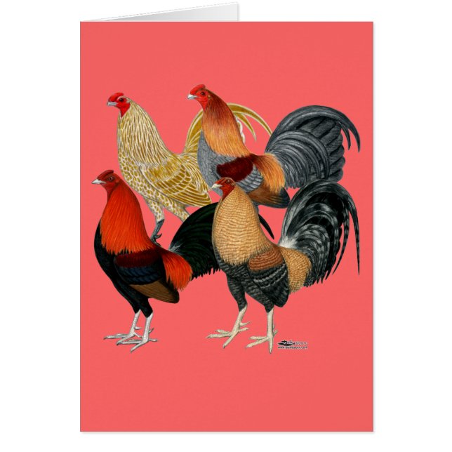 Vier Gamecocks (Vorne)