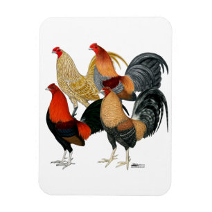 Vier Gamecocks Magnet