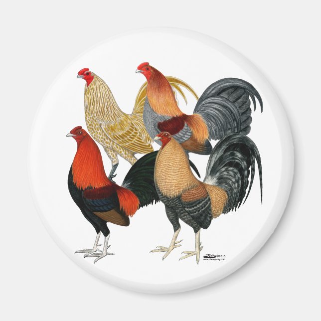 Vier Gamecocks Magnet (Vorne)