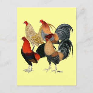 Vier Gamecocks Postkarte