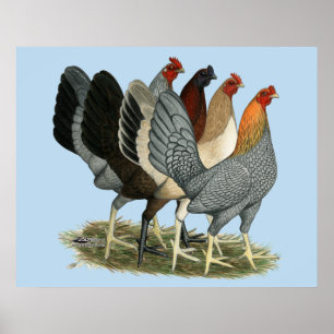 Vier Gamefowl Hennen Poster
