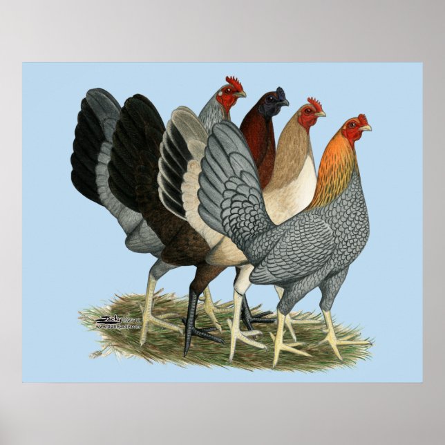 Vier Gamefowl Hennen Poster (Vorne)