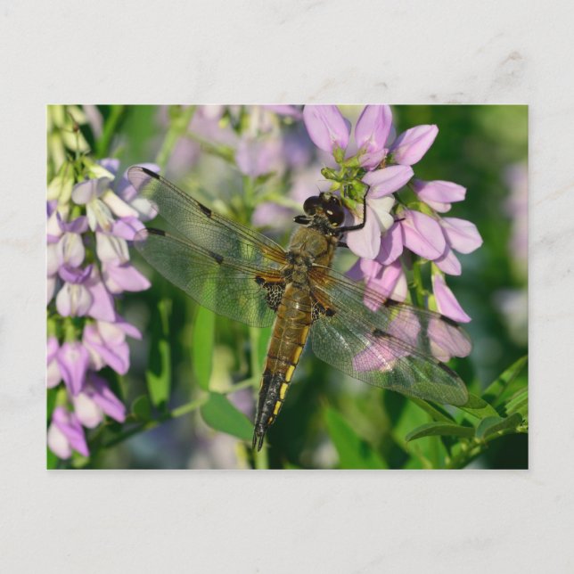 Vier-gepunktete Chaser-Dragonfly Postkarte (Vorderseite)