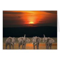 Vier glückliche Elefanten