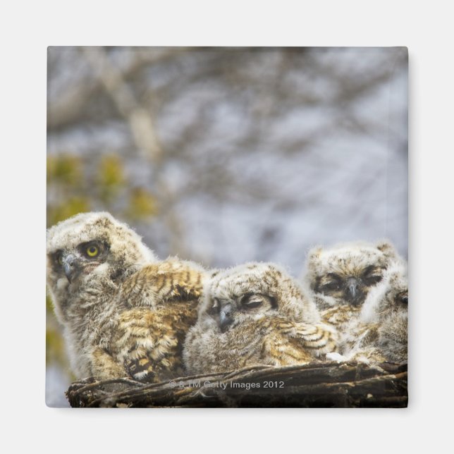 Vier große Hornhühner (Bubo Virginianus) Magnet (Vorne)
