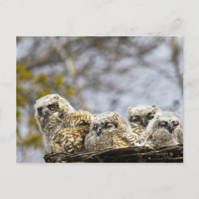 Vier große Hornhühner (Bubo Virginianus) Postkarte (Vorderseite)