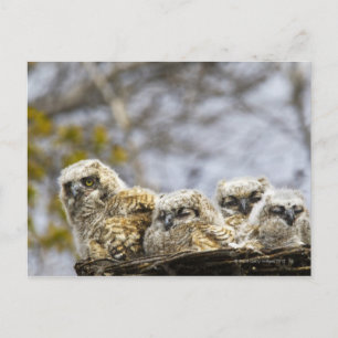 Vier große Hornhühner (Bubo Virginianus) Postkarte