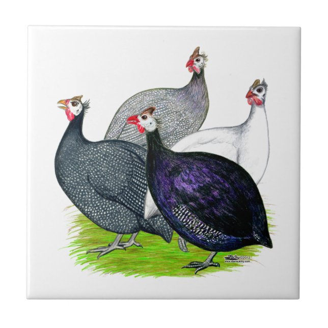 Vier Guinea Fliese (Vorderseite)