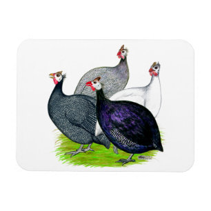 Vier Guinea Magnet