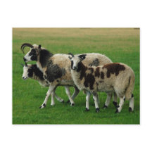 Vier Hornschaf-Postkarte