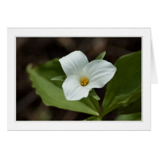 Vier Jahreszeiten in Michigan 01 Karte