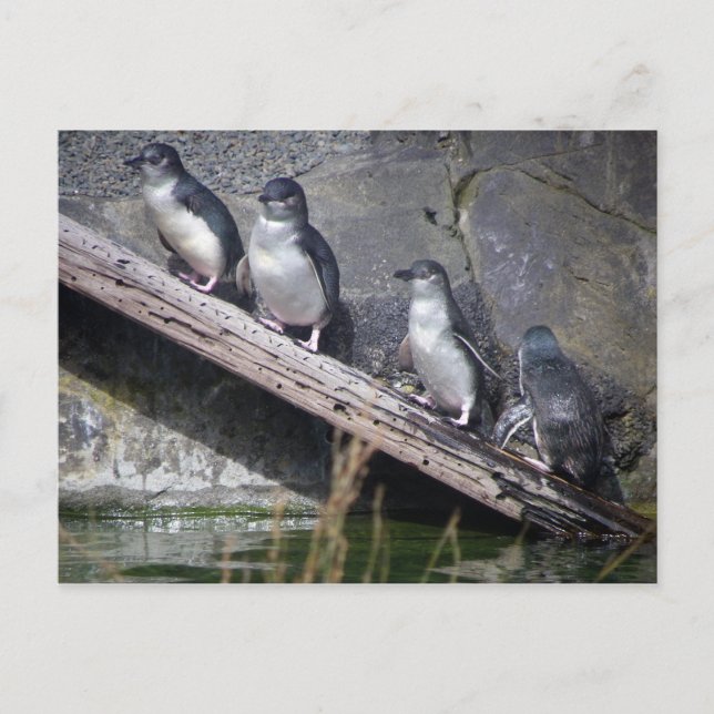 Vier kleine Pinguine Postkarte (Vorderseite)