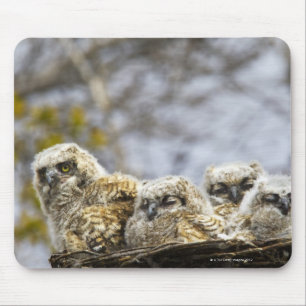Vier Küken des Virginia-Uhu-(Bubo Virginianus) Mousepad