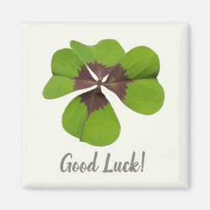 Vier Leaf Lucky Clover St Patricks Day Viel Glück Magnet