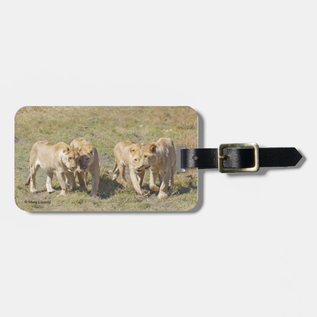 Vier Lionesse Gepäckanhänger (Vorderseite horizontal)