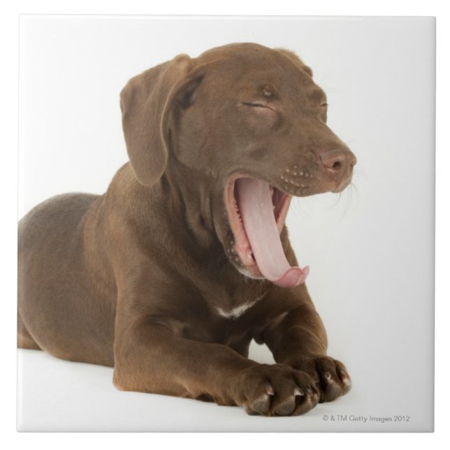 Vier-Monat-Alter gähnender Fliese (Vorderseite)