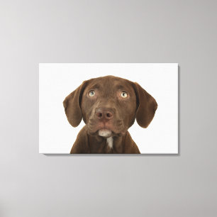 Vier-Monat-Altes Leinwanddruck