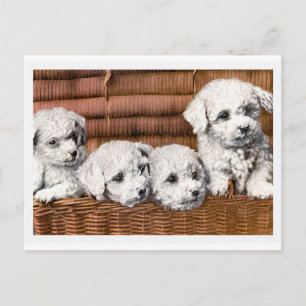 "Vier Niedliche Welpen" Vintage Hunde Postkarte