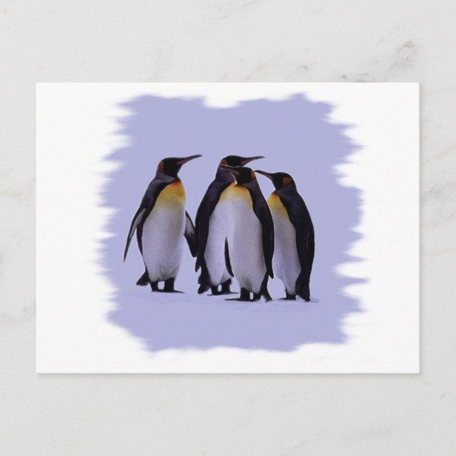 Vier Pinguine Postkarte (Vorderseite)