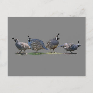 VIER QUAIL POSTKARTE