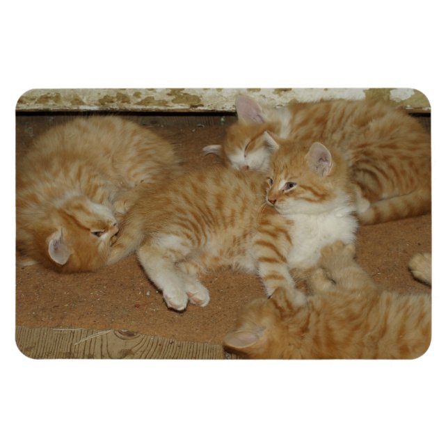 Vier rote Tabbies Magnet (Horizontal)