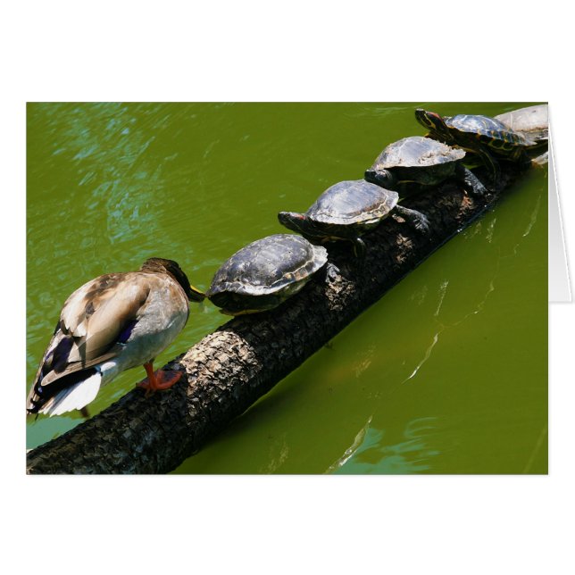 Vier Schildkröten versuchen, ein Protokoll mit Ent (Vorderseite (Horizontal))