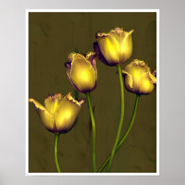 Vier Tulpen Poster (Vorne)