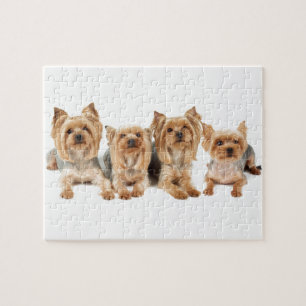 Vier yorkies puzzle