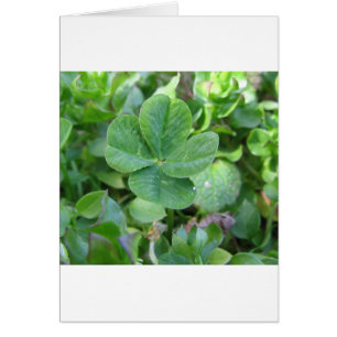 Vierblättriges Kleeblatt