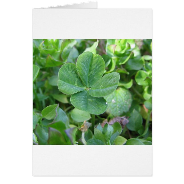 vierblättriges Kleeblatt (Vorne)