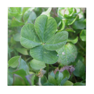 vierblättriges Kleeblatt Fliese