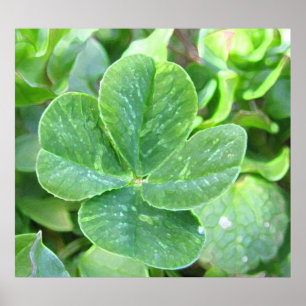 vierblättriges Kleeblatt Poster