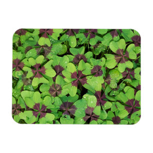 Vierblättriges Kleeblatt, Sorrel, mit Dew Magnet