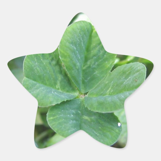 vierblättriges Kleeblatt Stern-Aufkleber (Vorderseite)